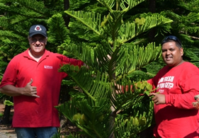 Hawaii Christmas Tree Farm